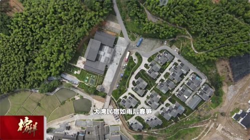 綠色大灣村 紅色旅游與茶香迎客，繪就特色發展新畫卷